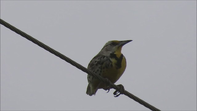 Eastern Meadowlark - ML619044740