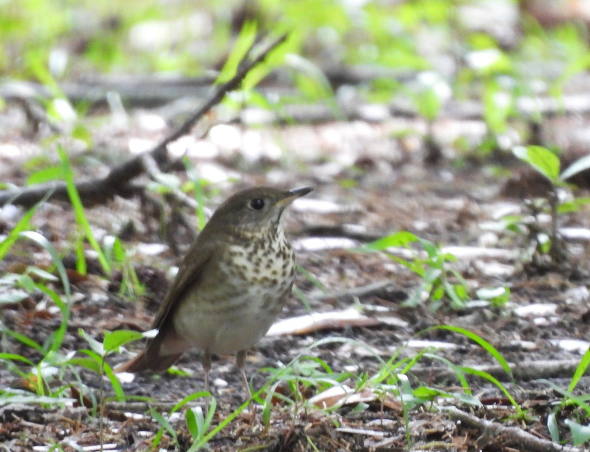 Gray-cheeked Thrush - ML619044751