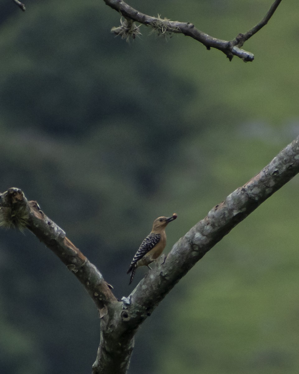 Red-crowned Woodpecker - Jefferson Paya Barbosa