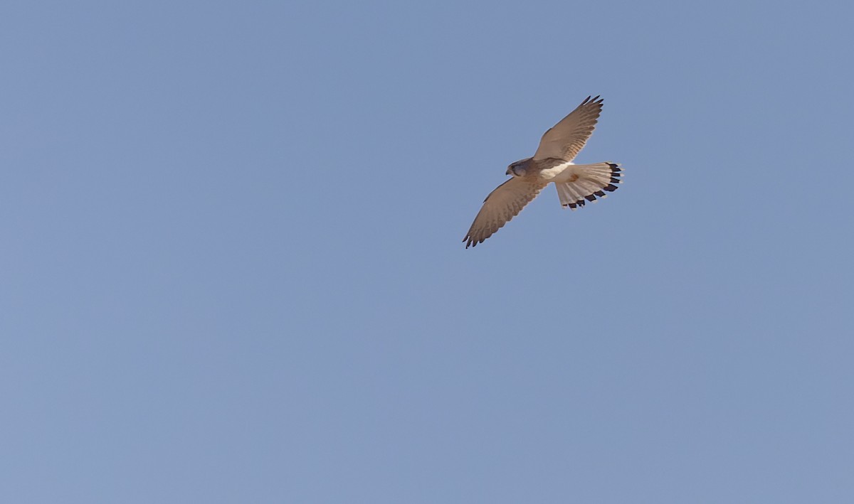 Nankeen Kestrel - Geoff Dennis