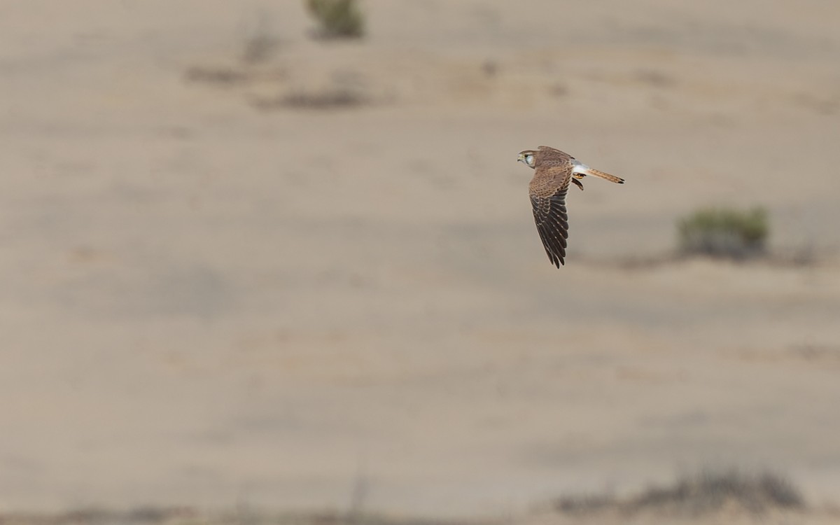 Nankeen Kestrel - Geoff Dennis