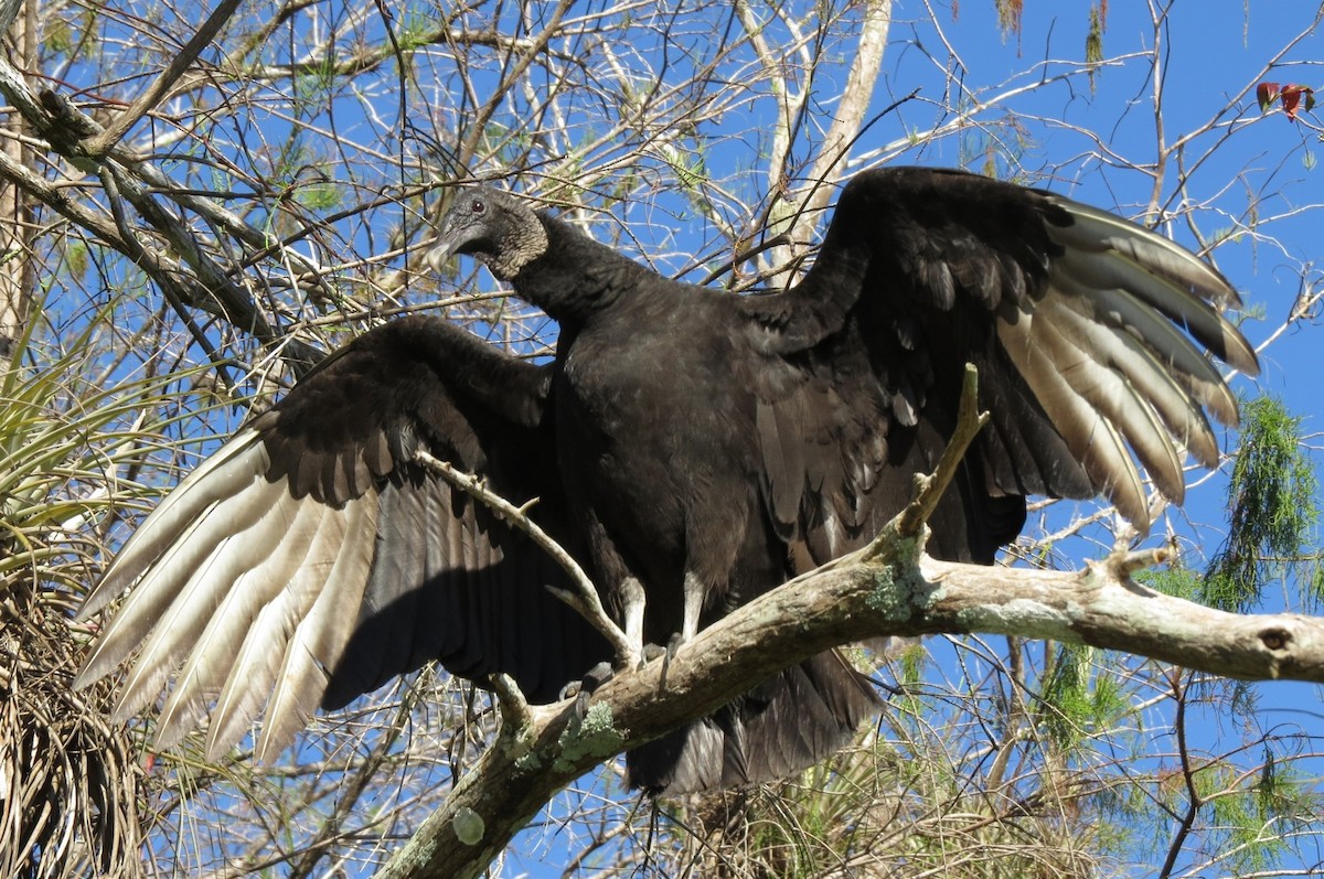 Black Vulture - Jeffrey C and Teresa B Freedman