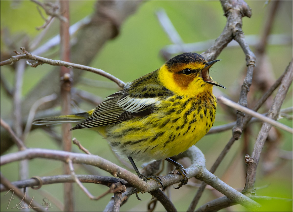 Cape May Warbler - Frank Salmon