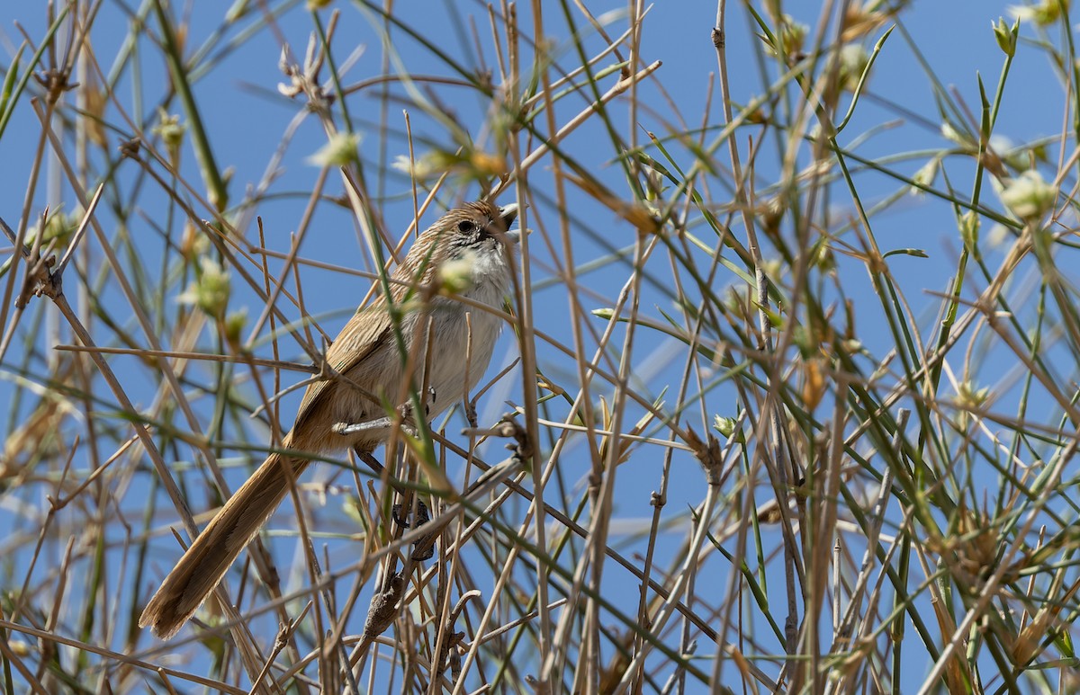 Eyrean Grasswren - Geoff Dennis