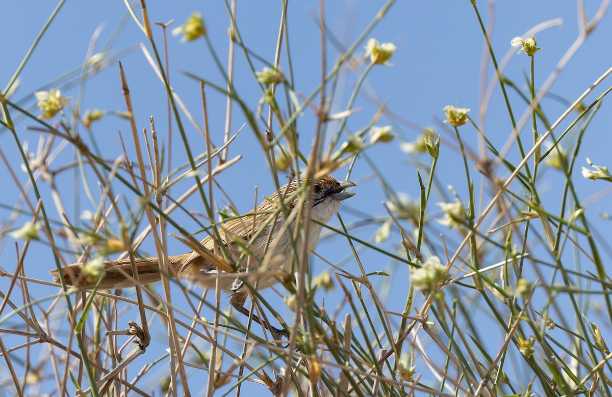 Eyrean Grasswren - ML619044781