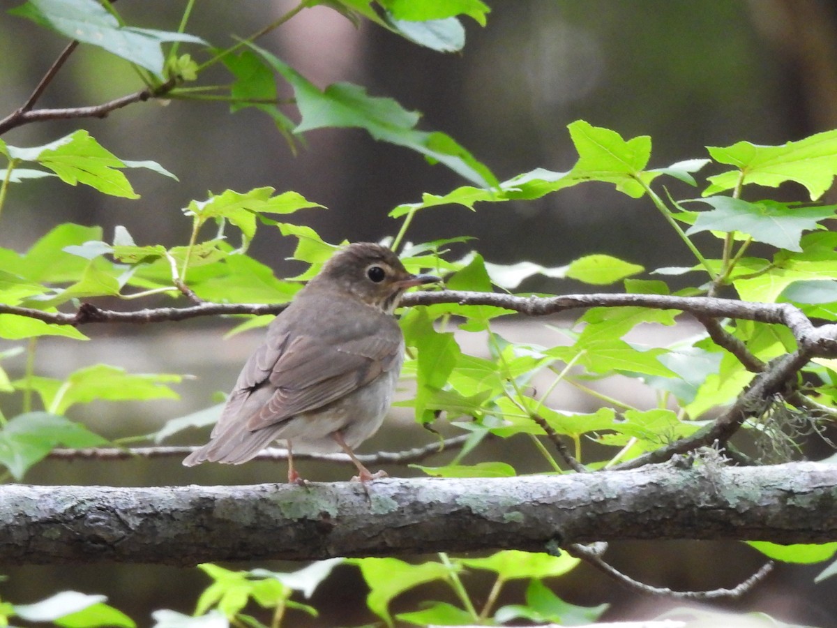 Gray-cheeked Thrush - ML619044824