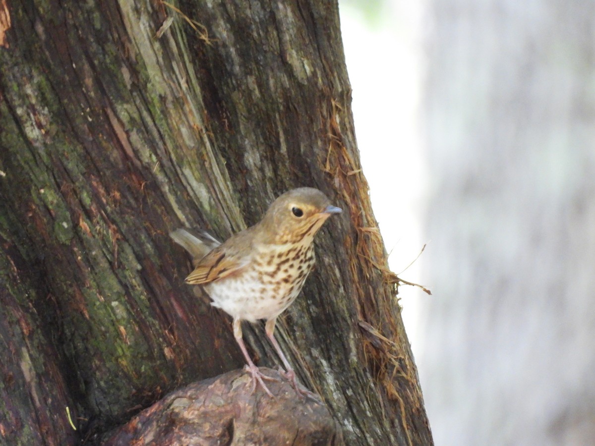 Swainson's Thrush - ML619044825