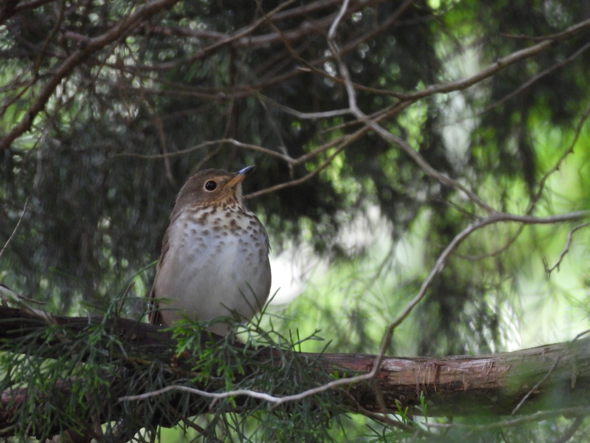 Swainson's Thrush - ML619044828