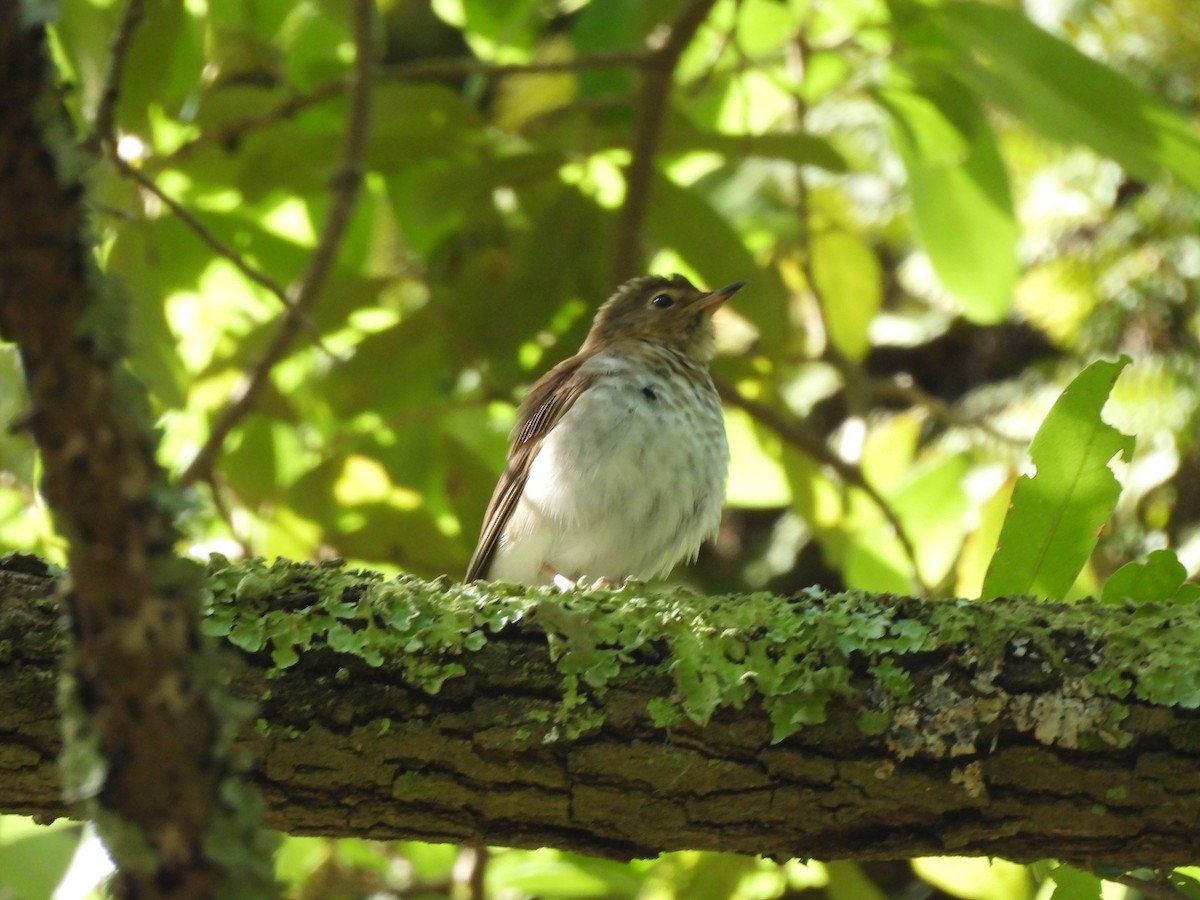 Swainson's Thrush - ML619044829