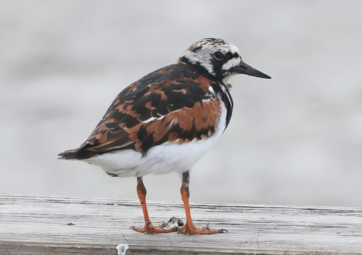 Ruddy Turnstone - John Drummond