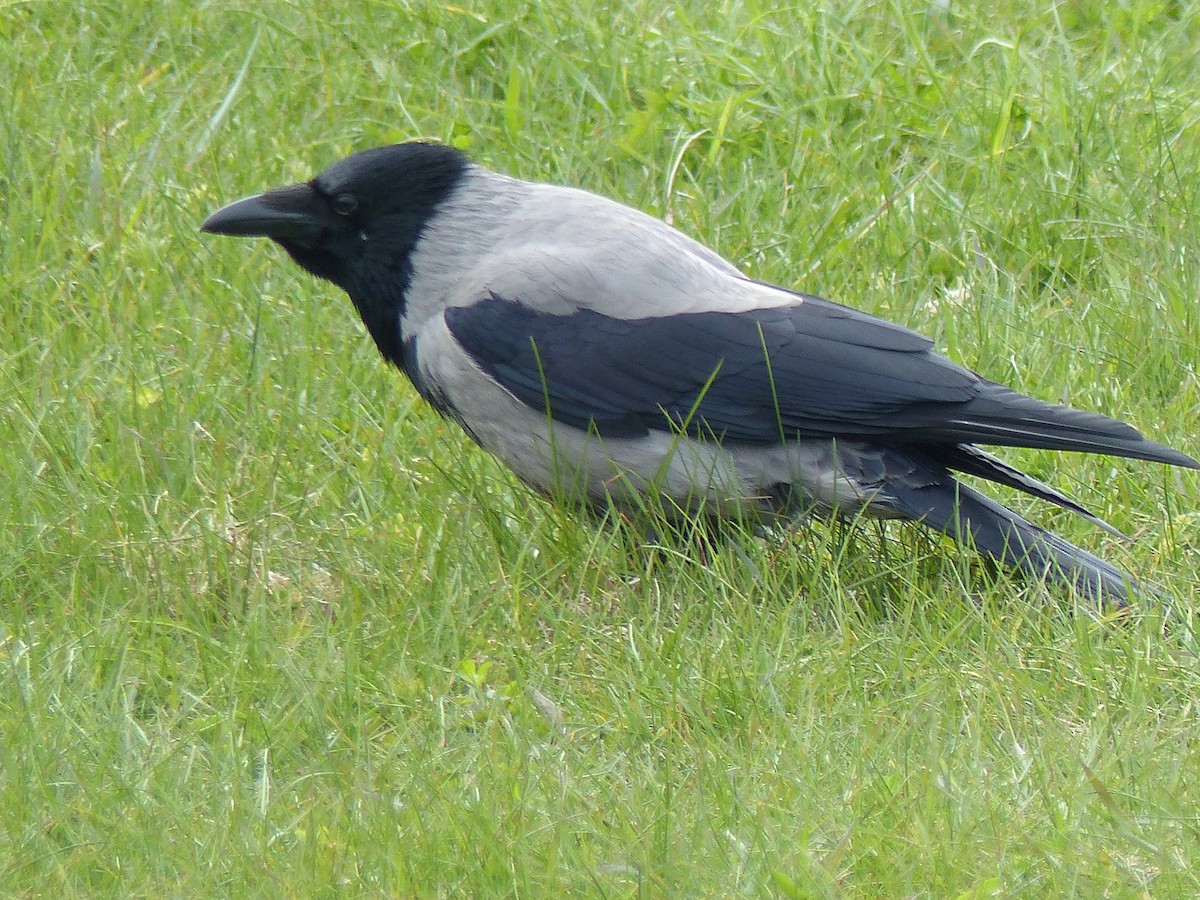 Hooded Crow - Coleta Holzhäuser