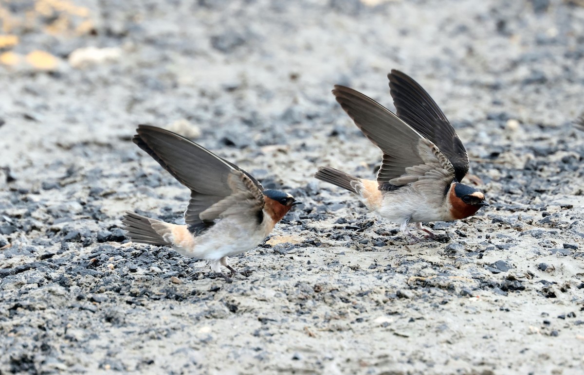 Cliff Swallow - ML619044867