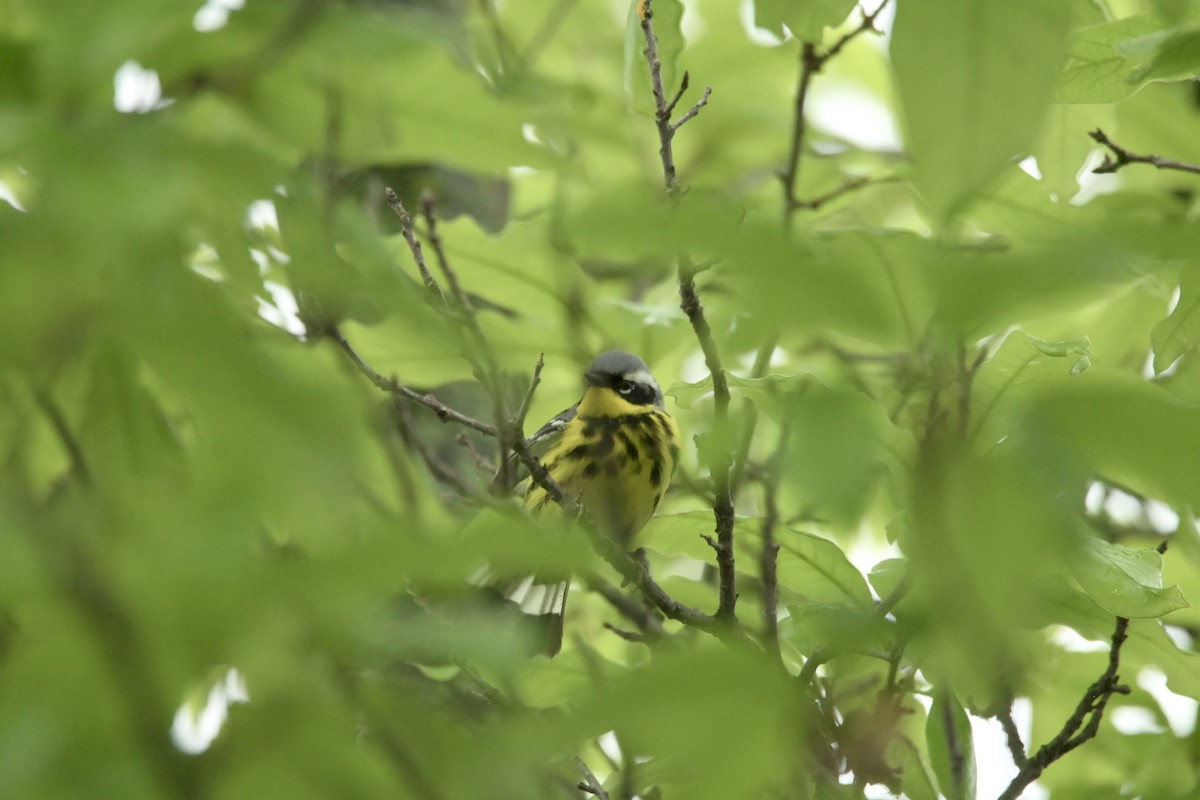 Magnolia Warbler - ML619044906