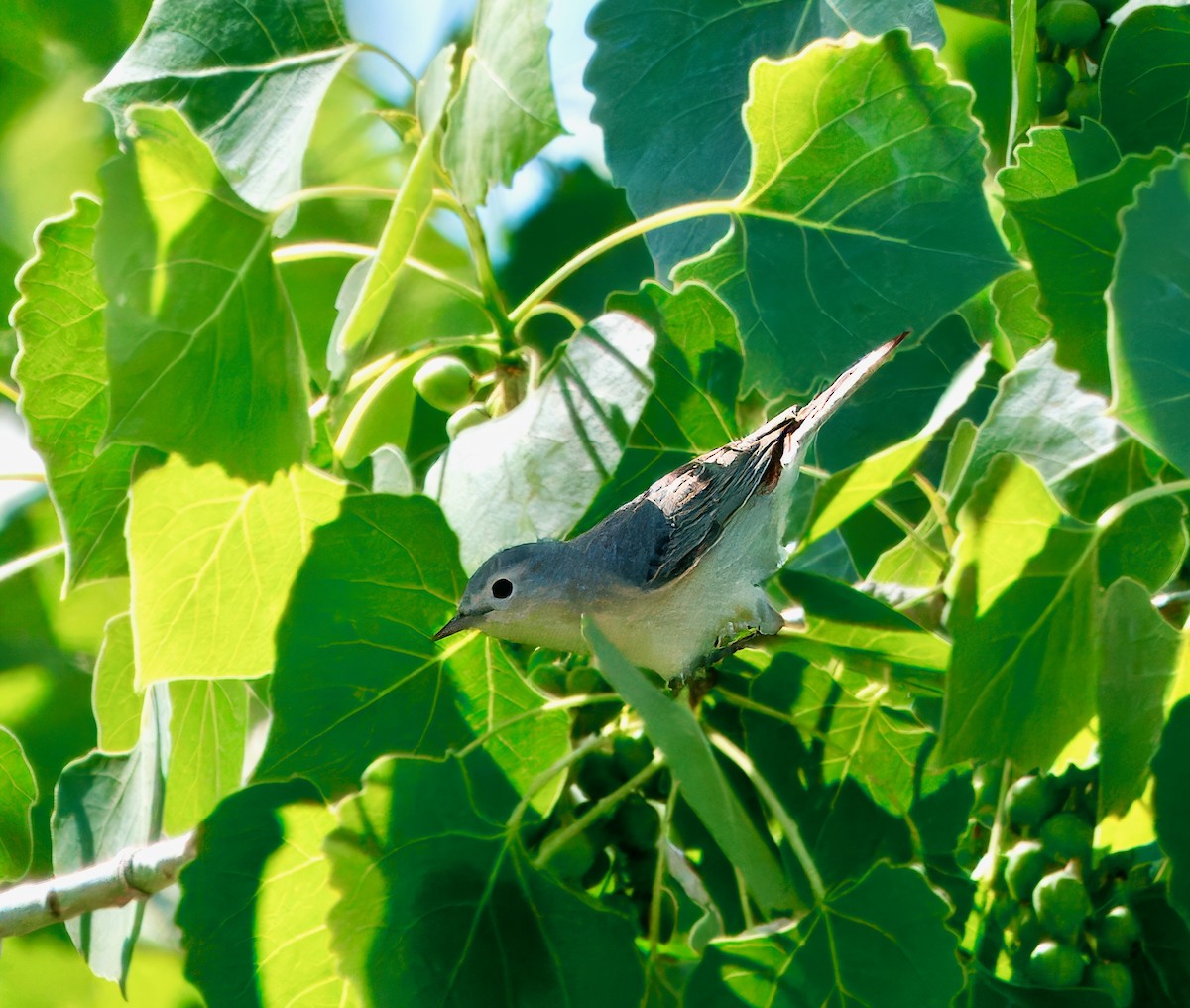 Lucy's Warbler - ML619044916