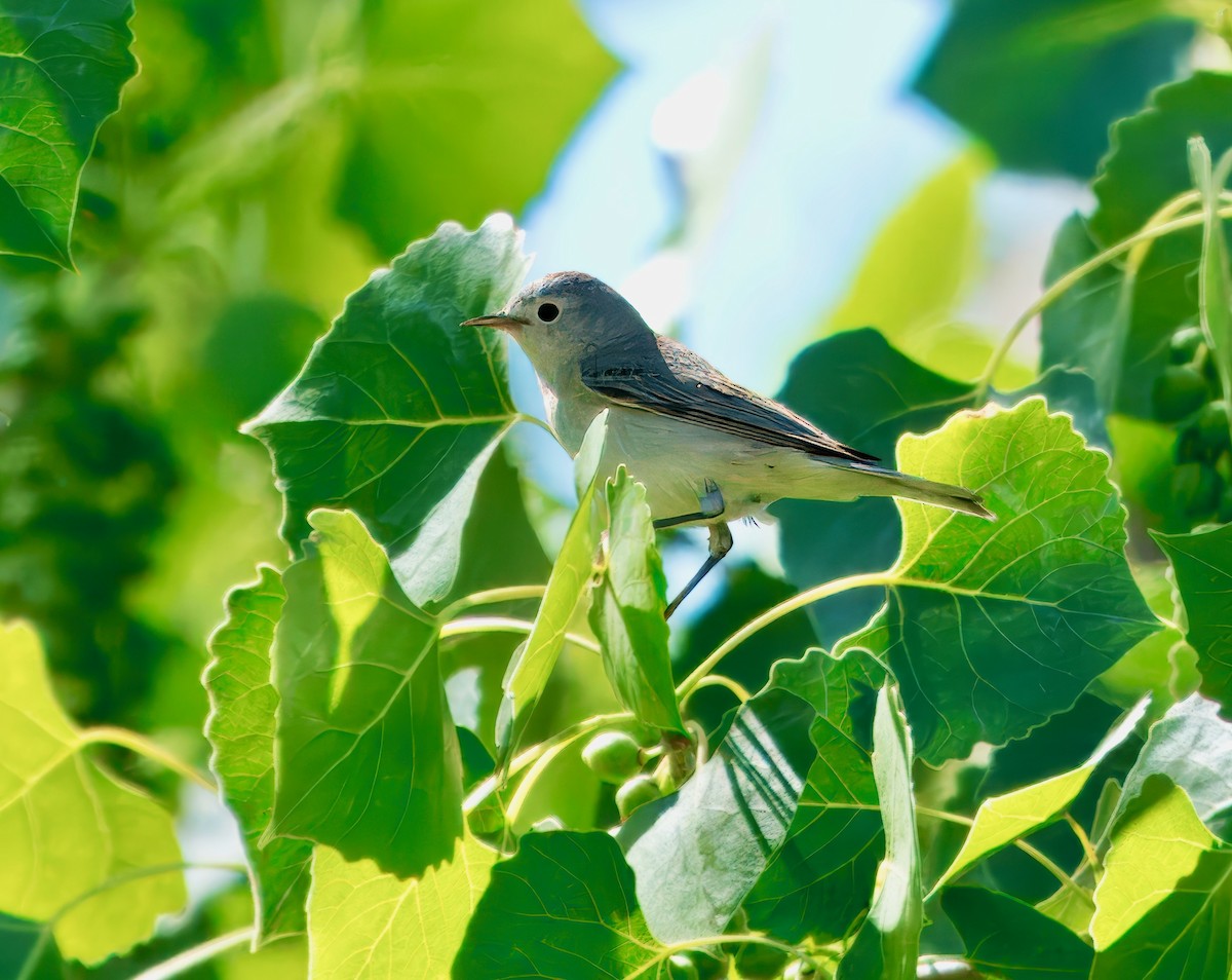 Lucy's Warbler - ML619044917