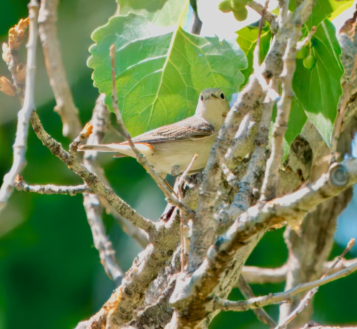 Lucy's Warbler - ML619044918