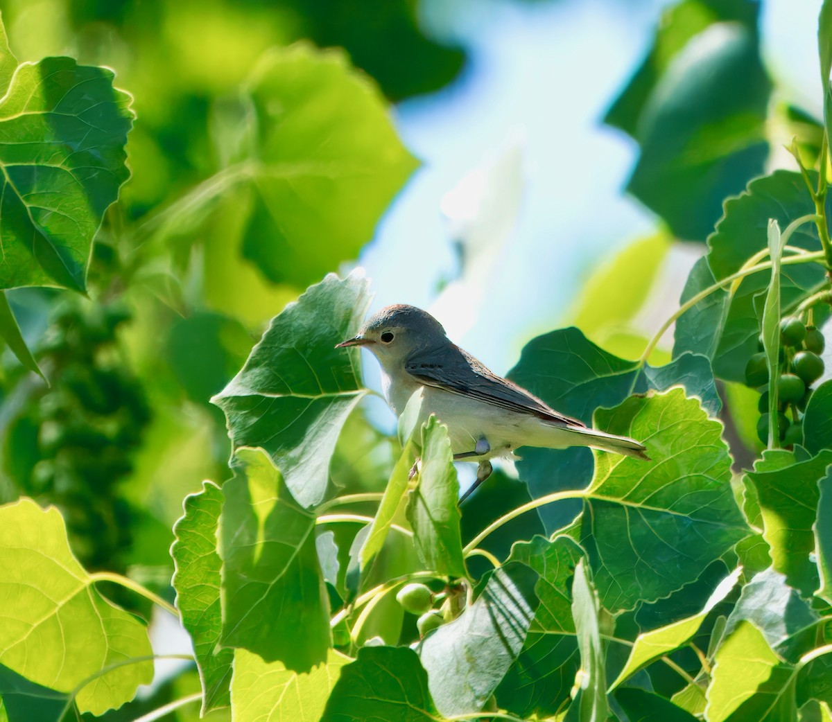 Lucy's Warbler - ML619044919