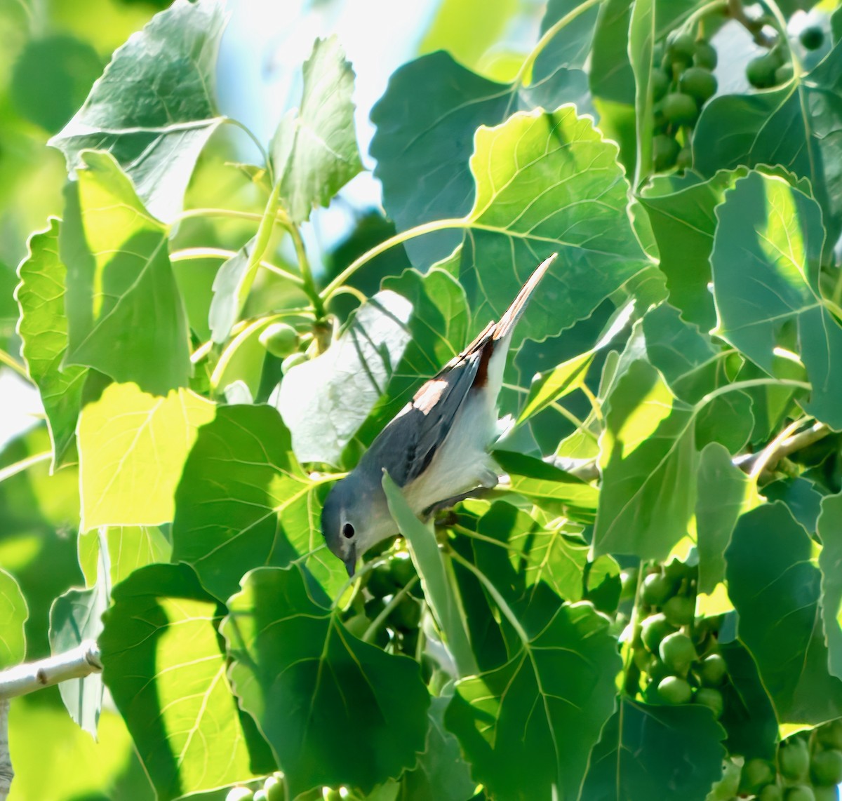 Lucy's Warbler - ML619044920