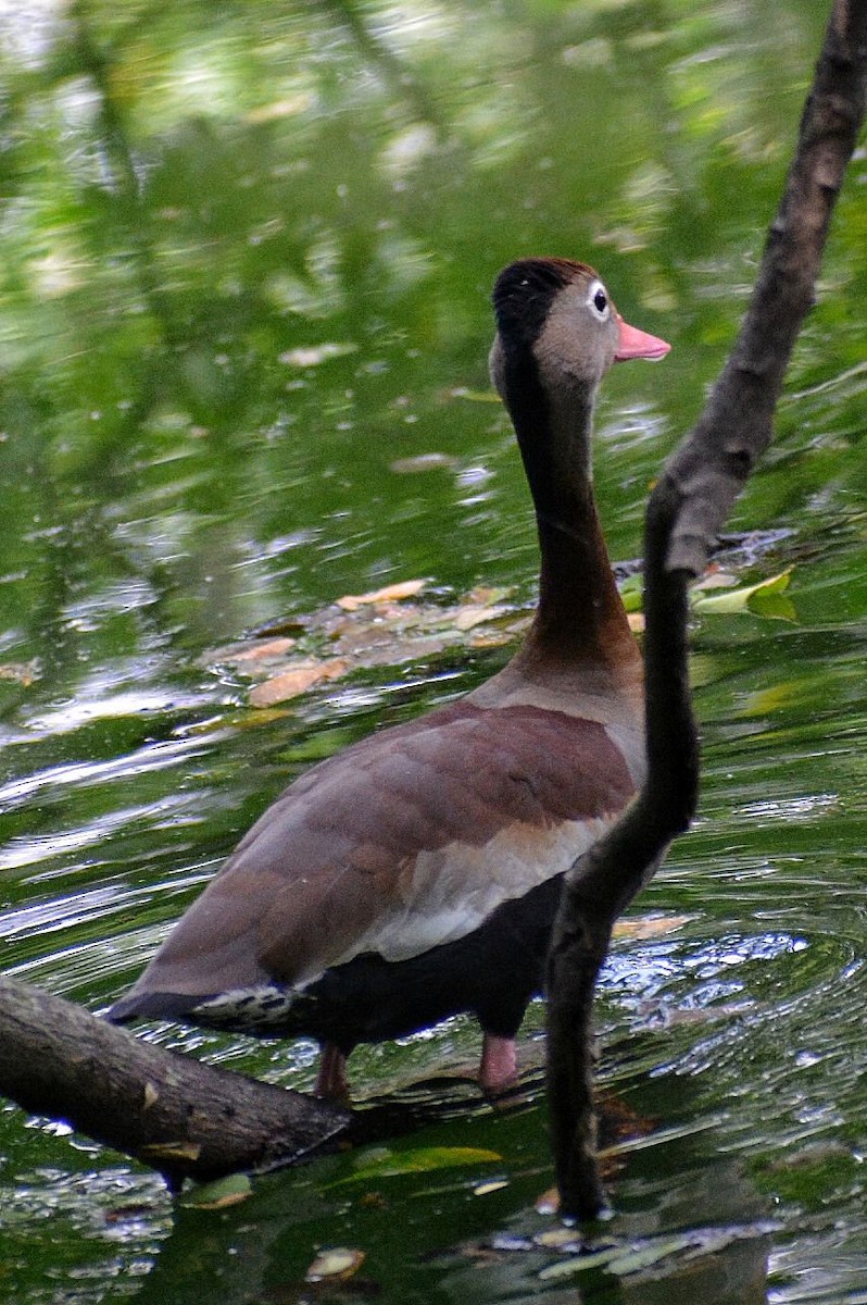 Black-bellied Whistling-Duck - Juan caicedo lasso