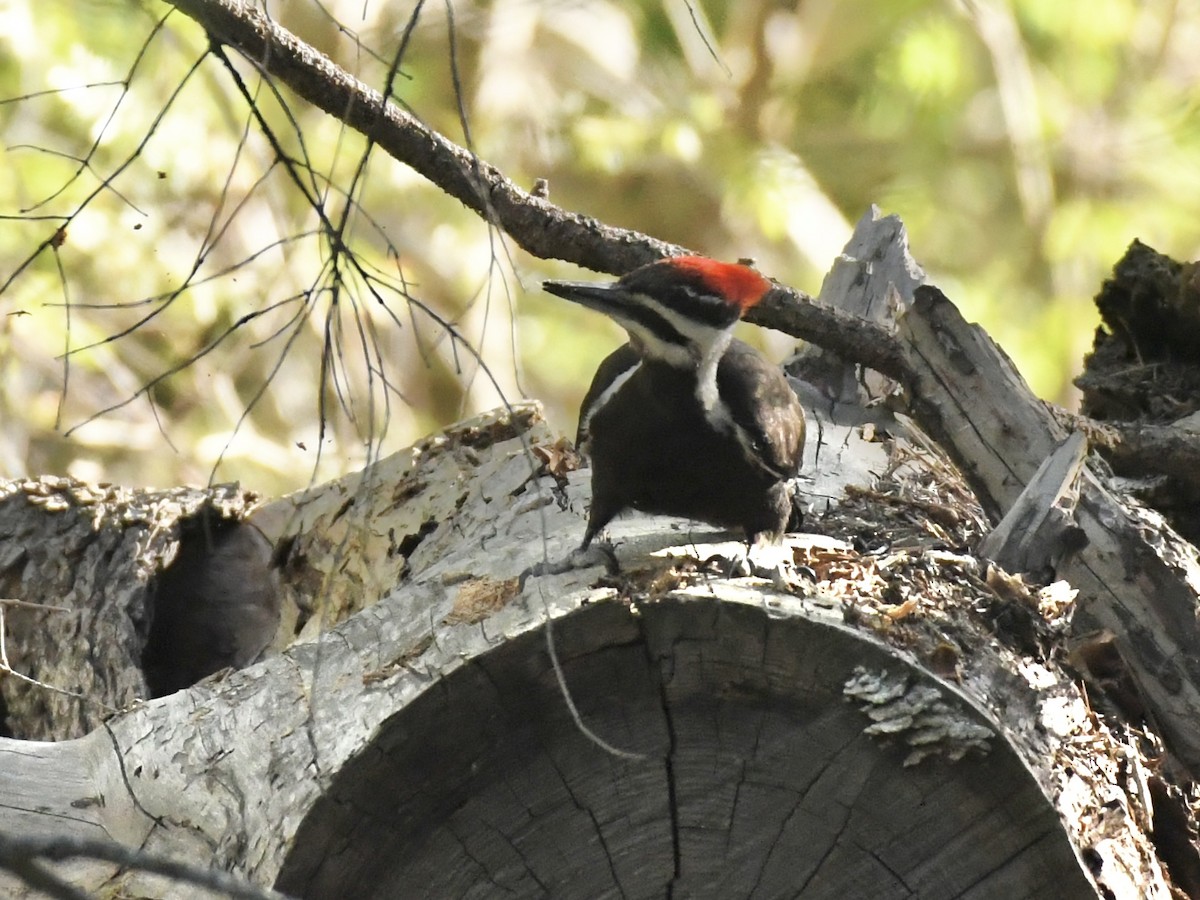 Pileated Woodpecker - Kent Kleman