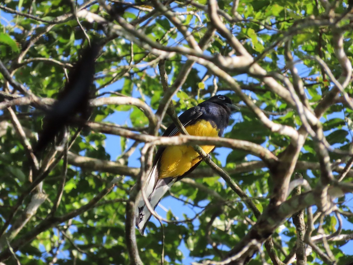 Green-backed Trogon - Jhuan Duque