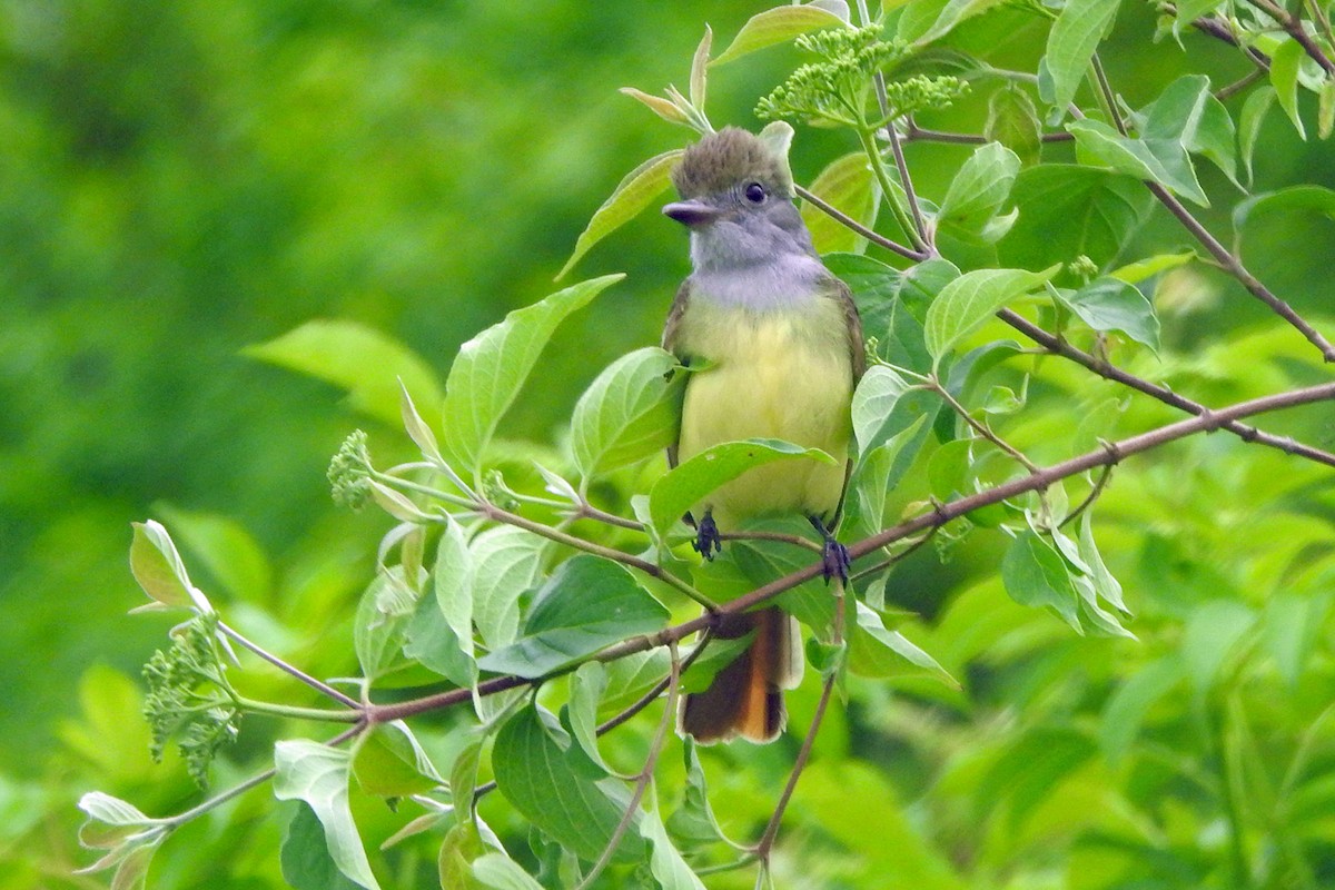 Great Crested Flycatcher - ML619044948