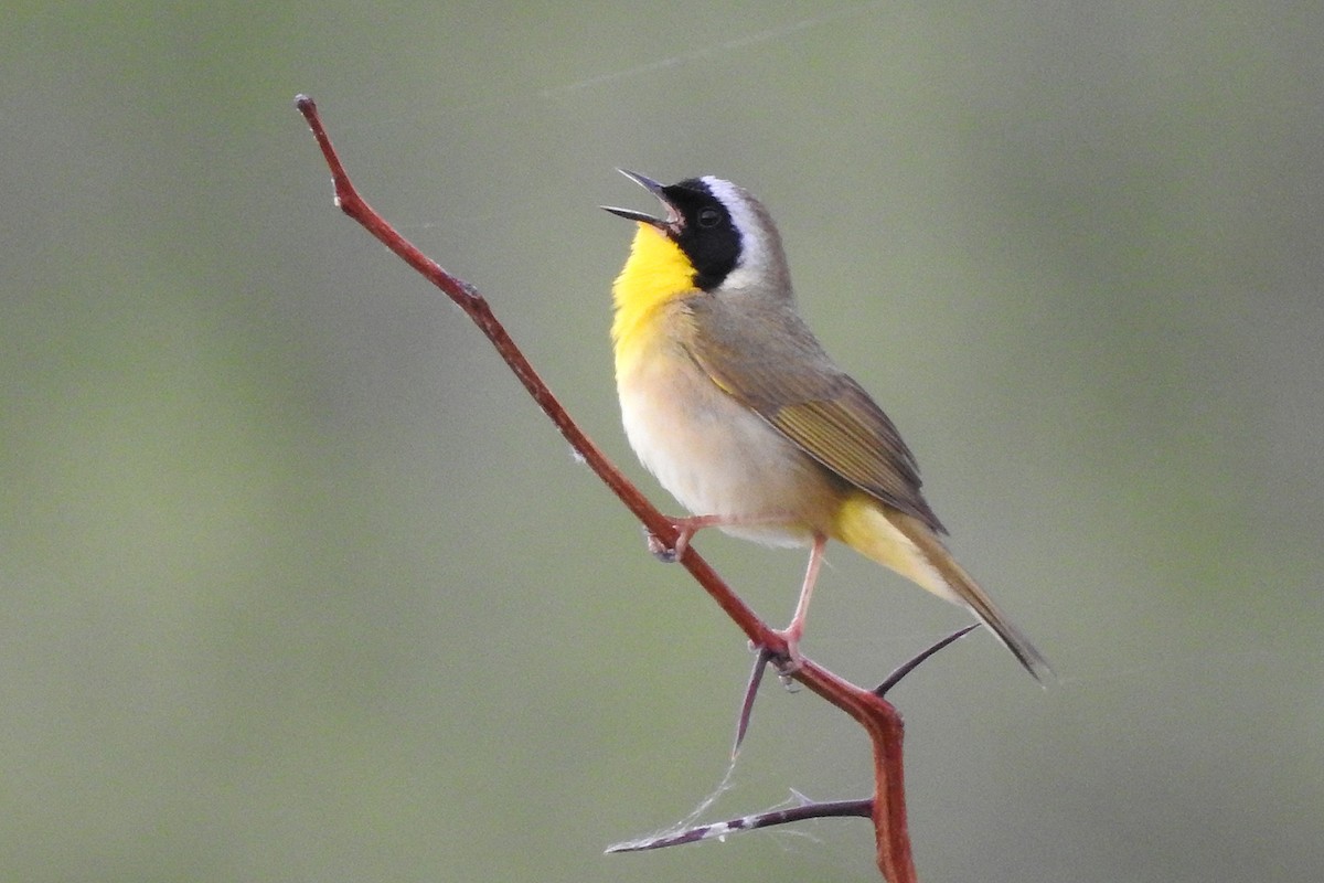 Common Yellowthroat - ML619044956