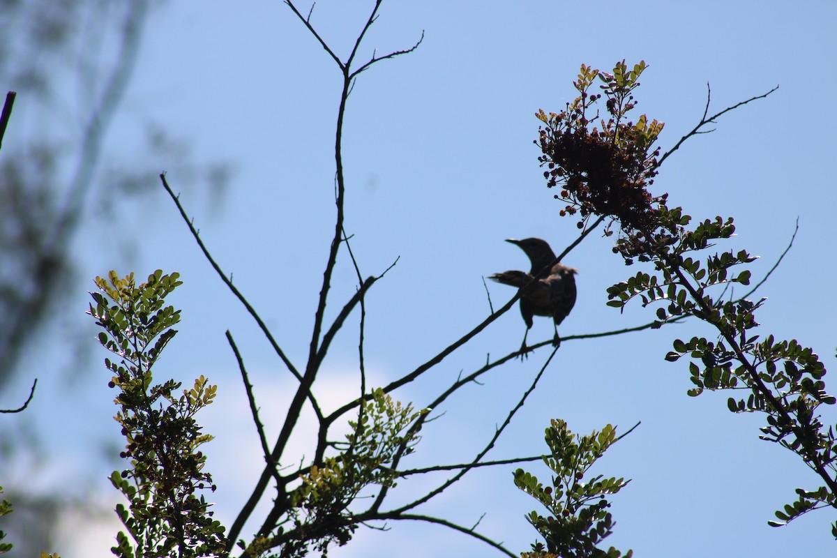 Bahama Mockingbird - Janet Storr