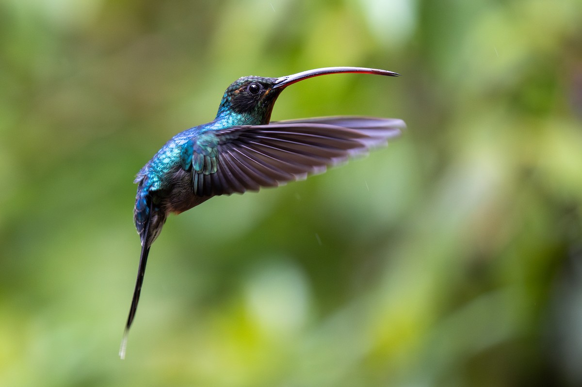 Green Hermit - Forest Botial-Jarvis