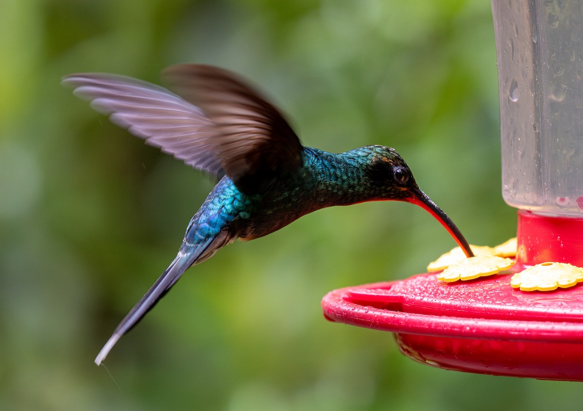 Green Hermit - Forest Botial-Jarvis