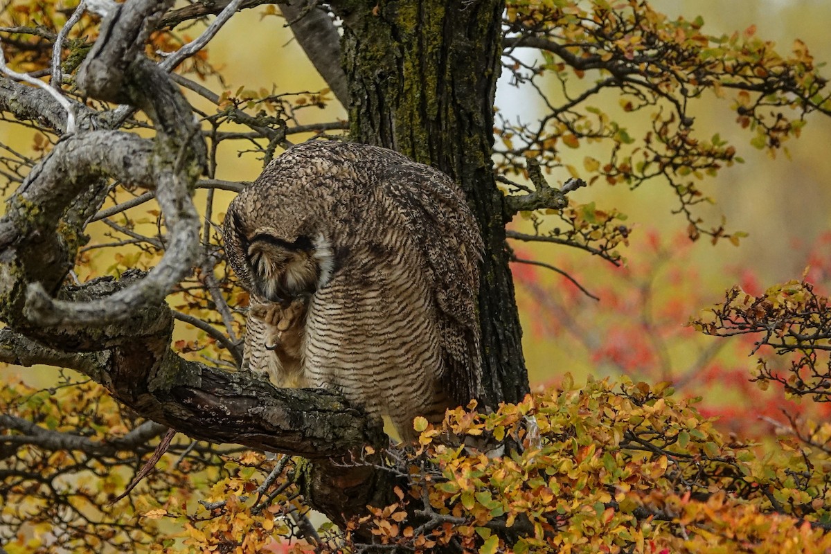 Lesser Horned Owl - Gabriela Contreras Buvinić