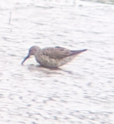 Stilt Sandpiper - Dan Michler