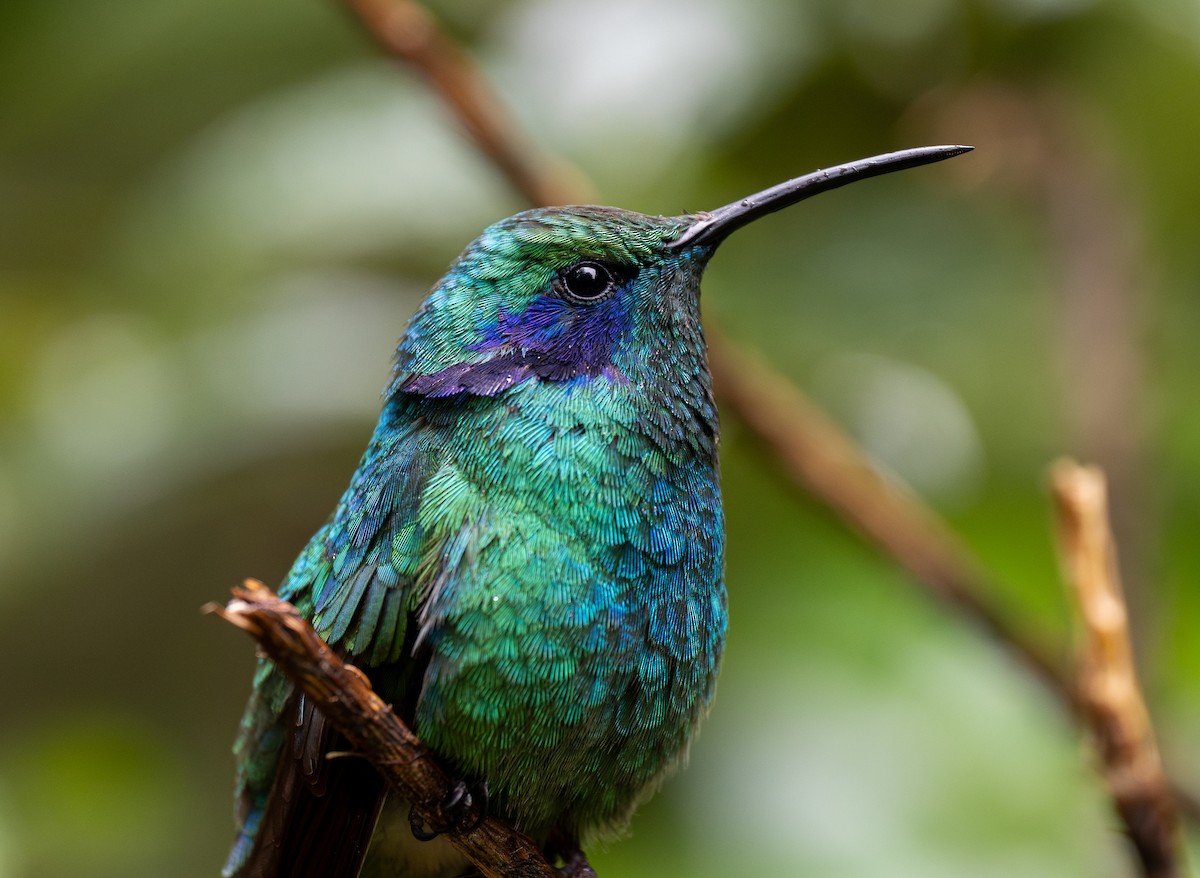 Lesser Violetear - Forest Botial-Jarvis