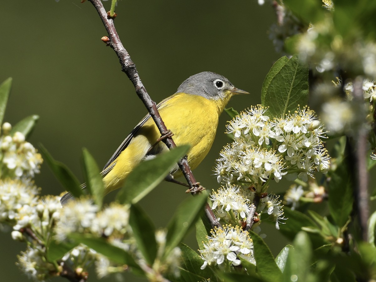 Nashville Warbler - ML619044996