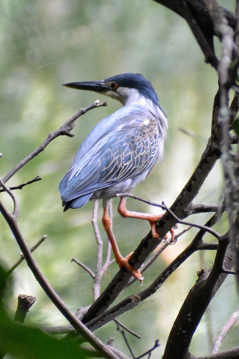 Striated Heron - ML619044999