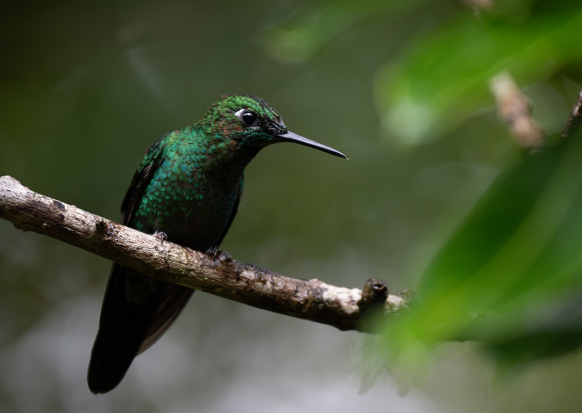 Green-crowned Brilliant - Forest Botial-Jarvis