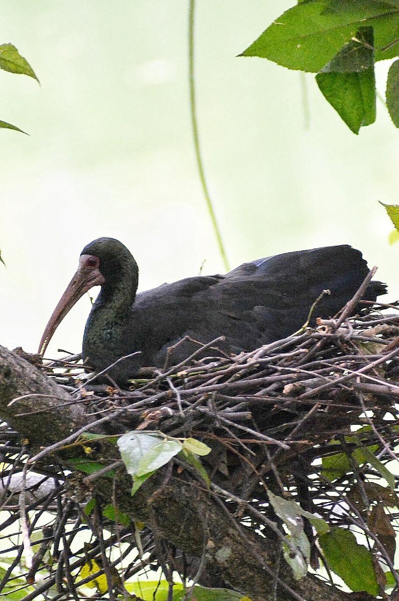 rødmaskeibis - ML619045050