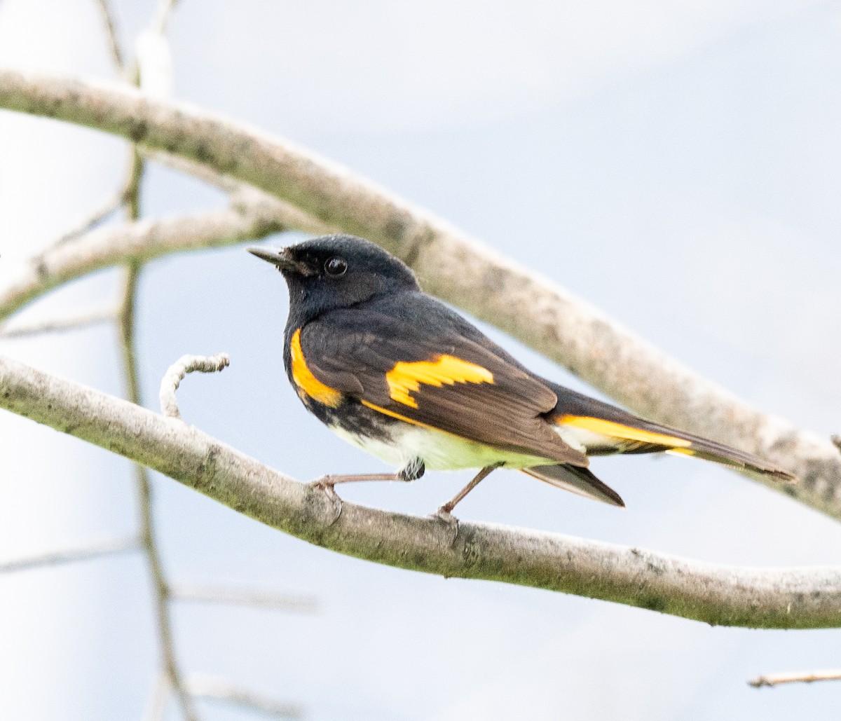 American Redstart - ML619045051