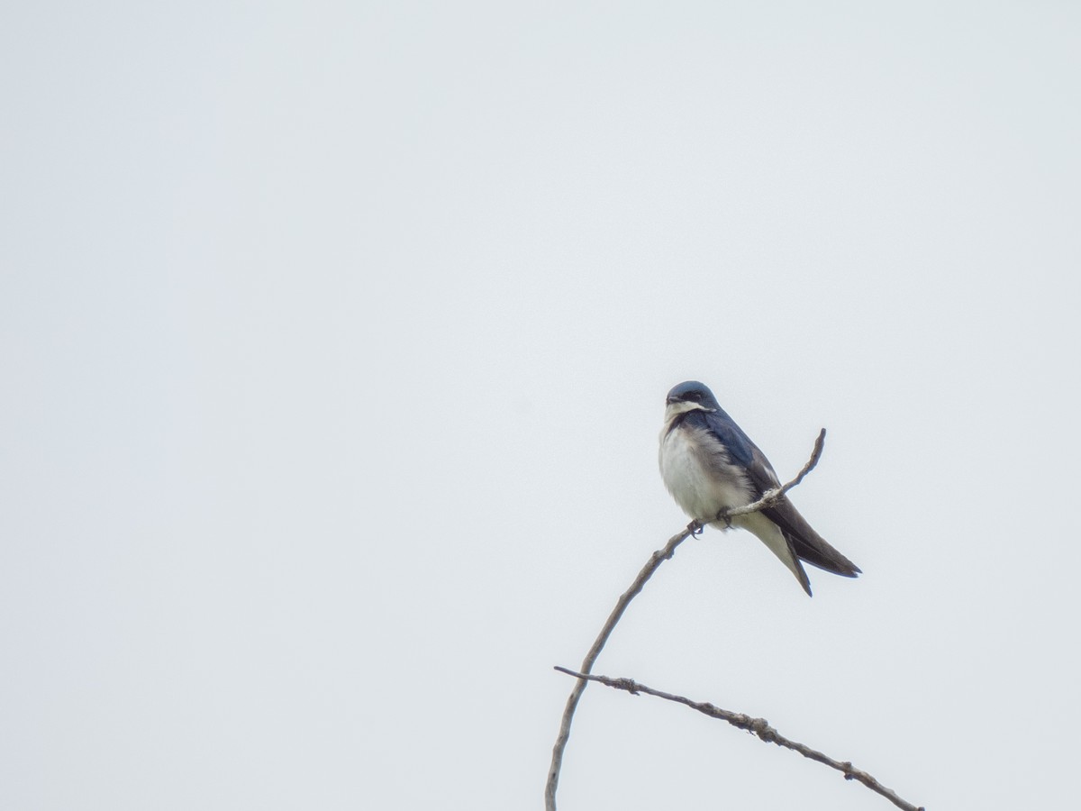 Tree Swallow - ML619045059