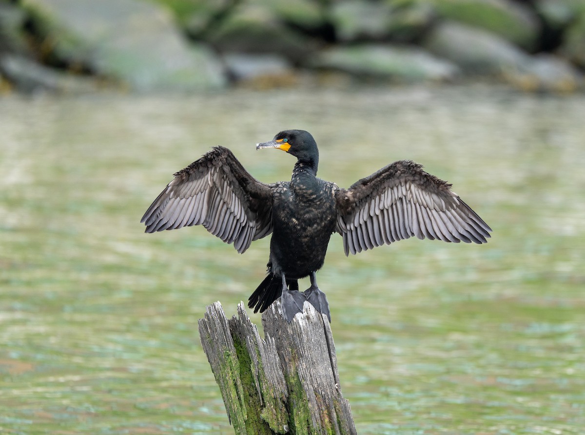 Double-crested Cormorant - ML619045075