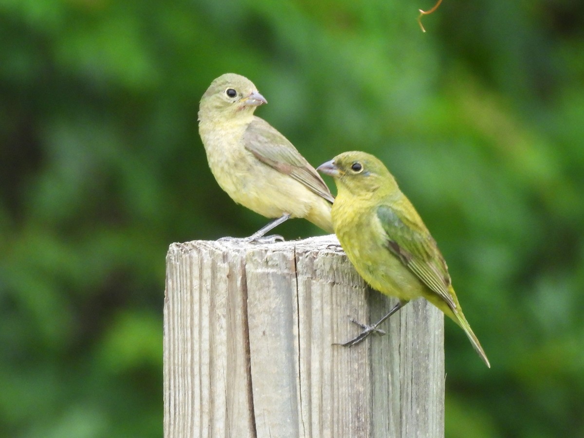 Painted Bunting - ML619045076