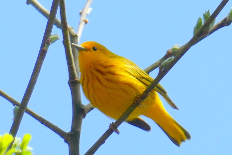 Yellow Warbler - Brad Woodward