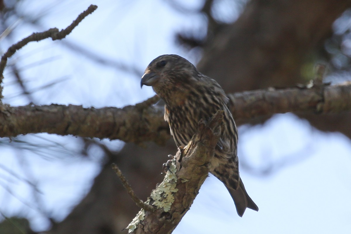 Гацуурын солбин хошуут - ML619045079