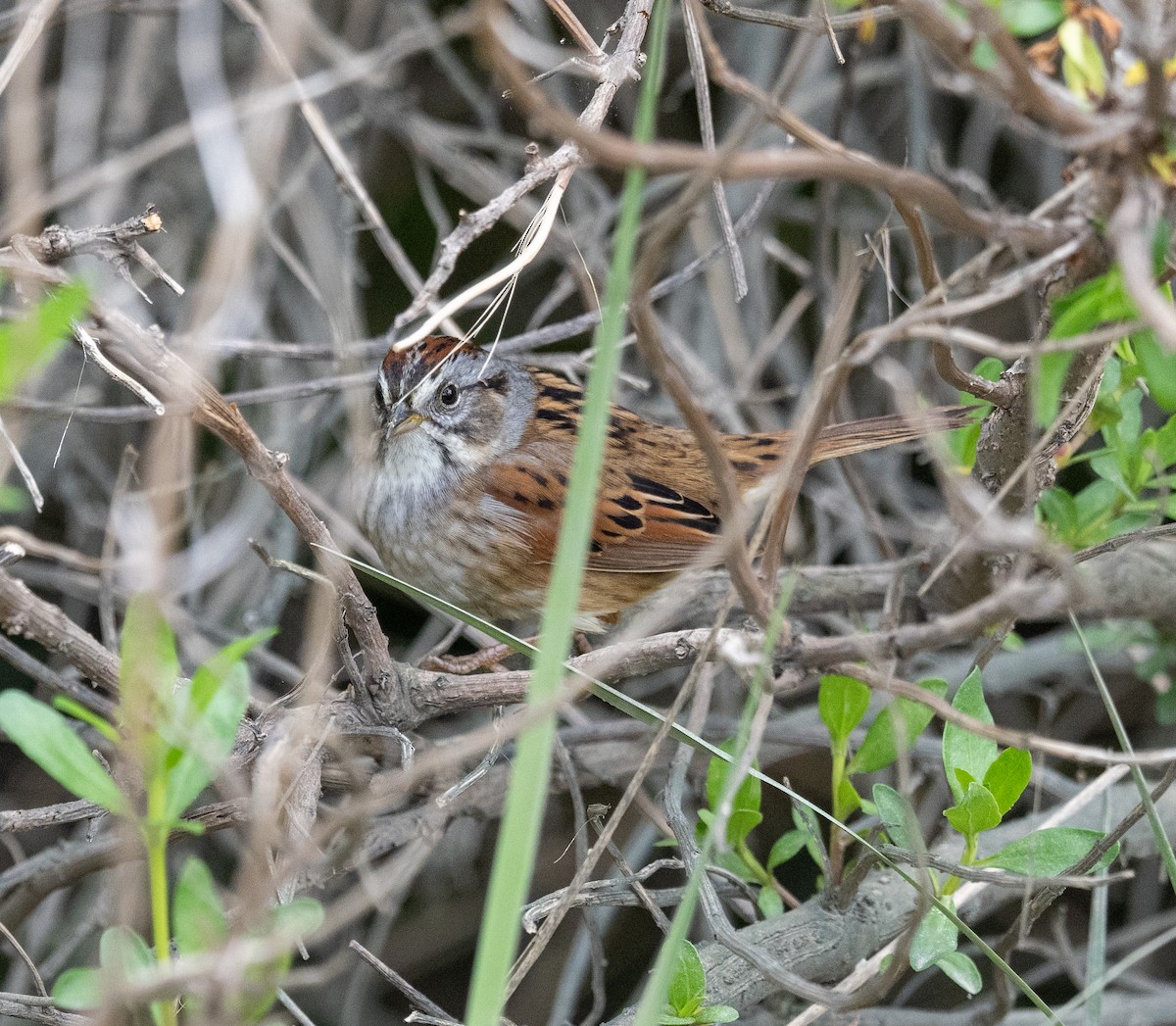 Swamp Sparrow - ML619045086