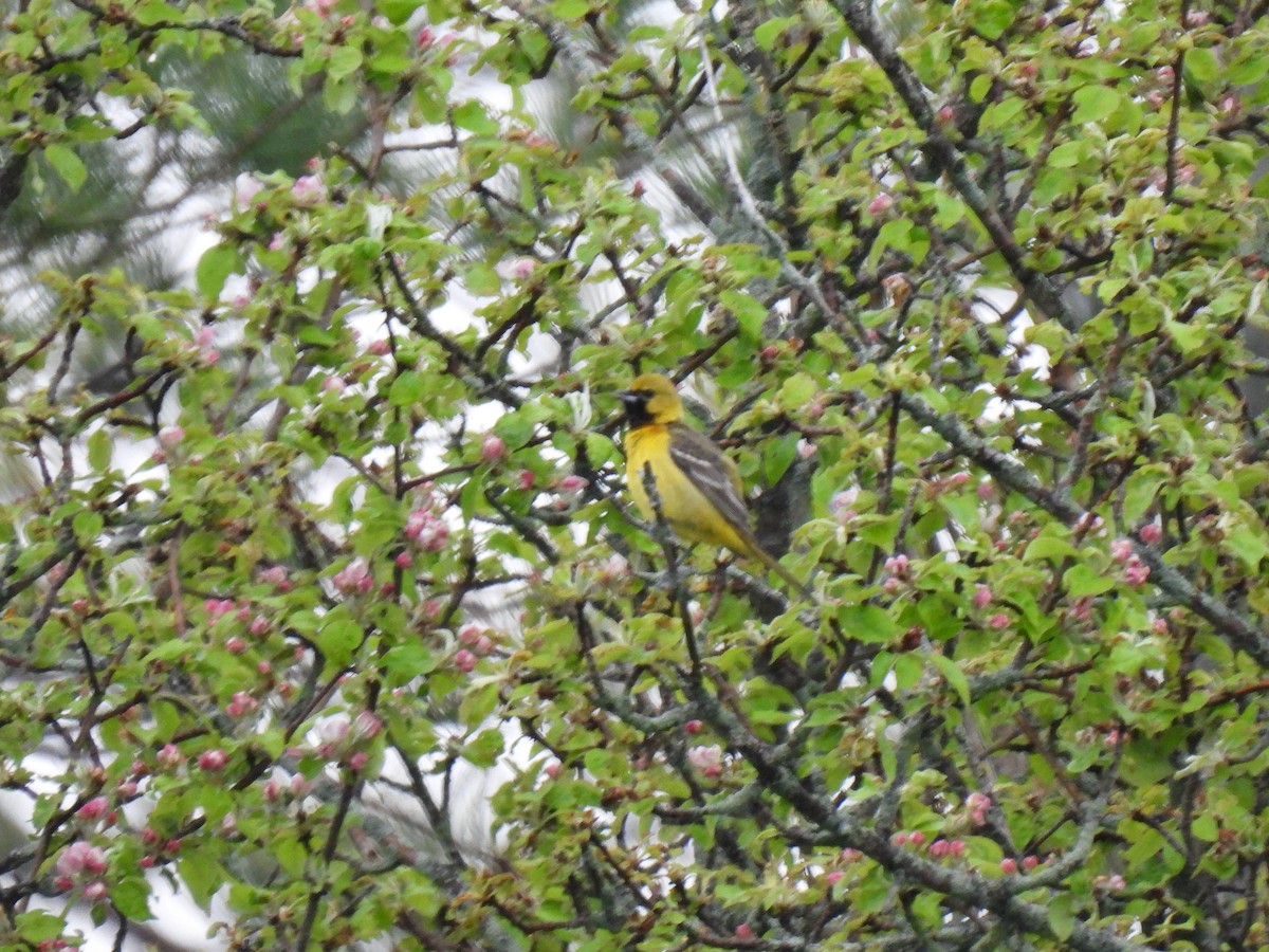 Orchard Oriole - Kris Ito