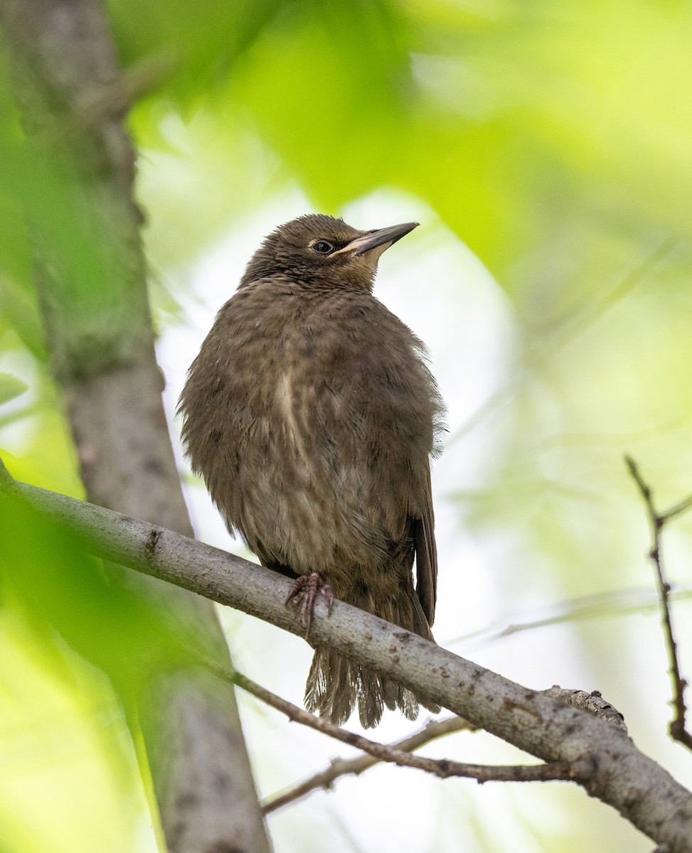 European Starling - ML619045092