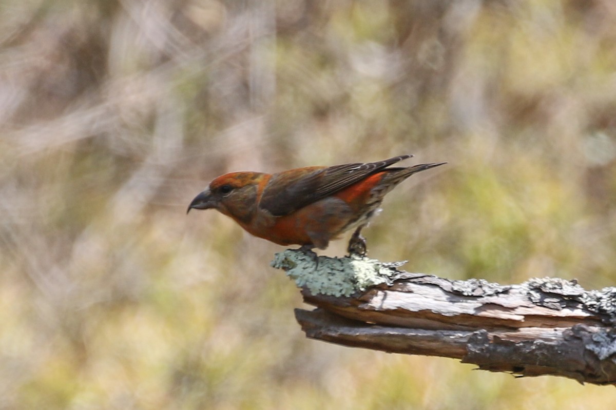 Гацуурын солбин хошуут - ML619045094