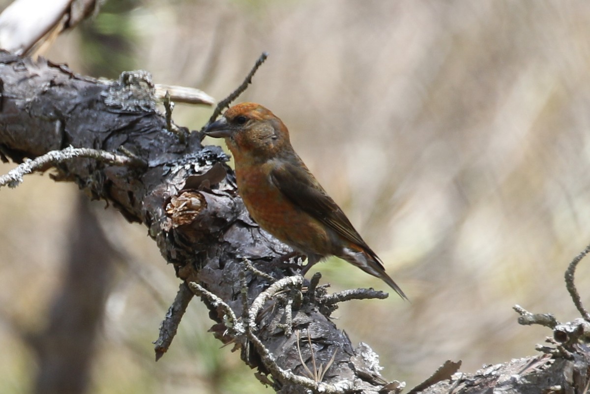 Гацуурын солбин хошуут - ML619045095