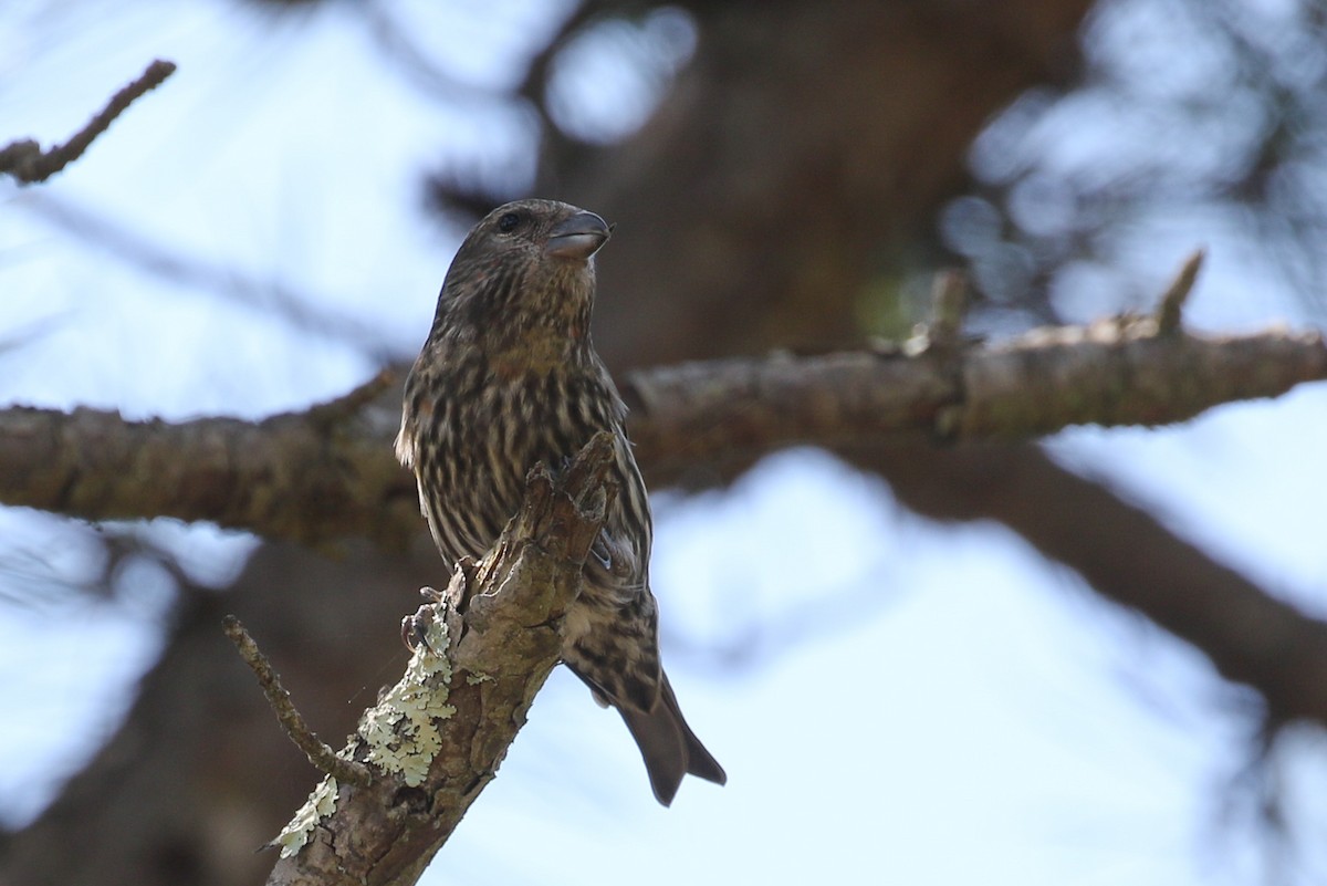 Гацуурын солбин хошуут - ML619045096