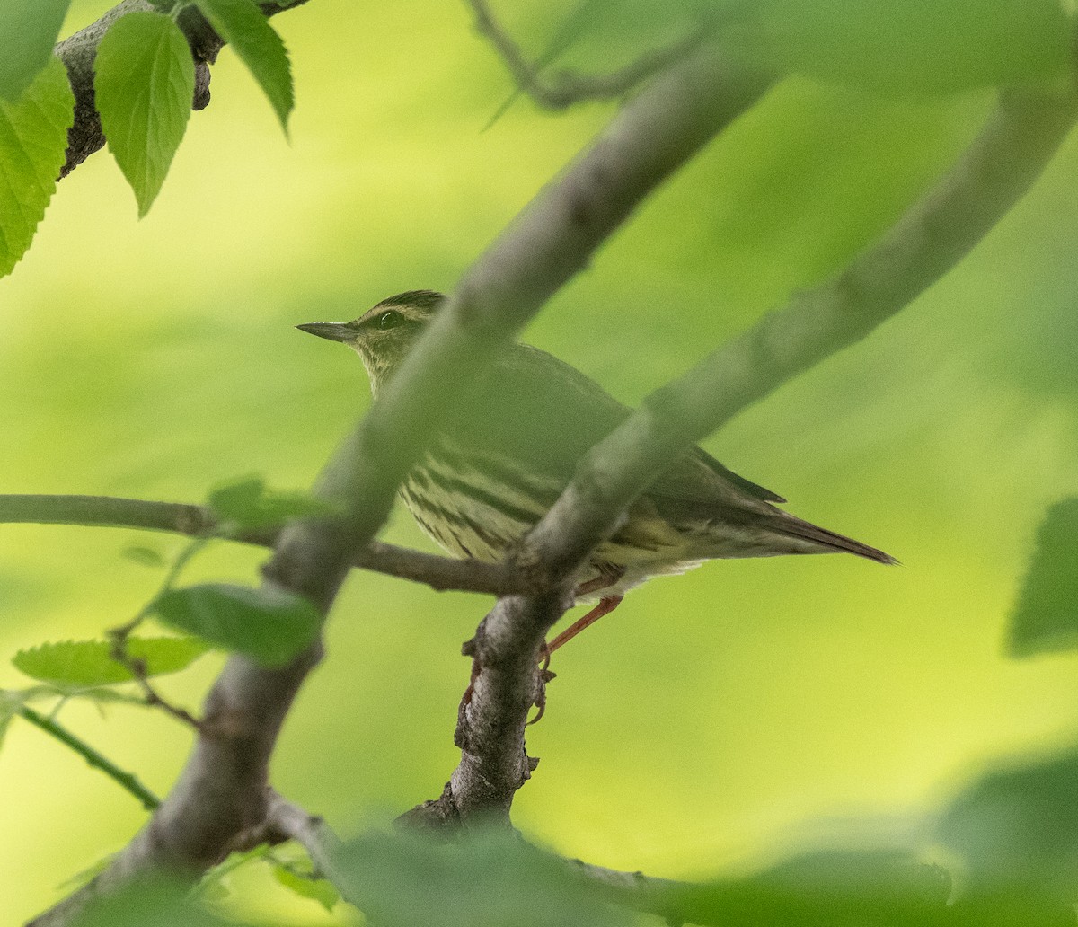 Northern Waterthrush - ML619045106